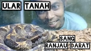 ULAR TANAH itu SEPERTI RANJAU DARAT | DIAM tapi MEMATIKAN | DEADLY MALAYAN PIT VIPER
