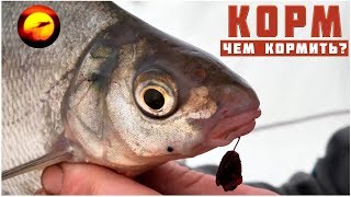 Ловля леща зимой / Прикормка для леща / Иваньковское водохранилище / Дубна, шлагбаум