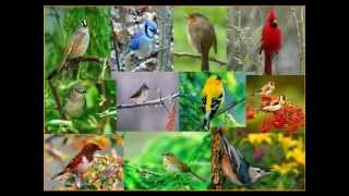 SINGING BIRDS. NATURE'S RELAXING SOUNDS