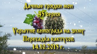 Дачные грядки мои. 45 серия. Укрытие винограда на зиму. Пересадка кактусов.