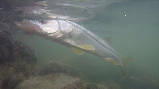 Buena pesca en el puente de Telchac