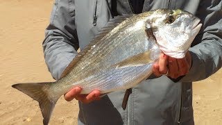 Dorade Royale à Achakar Tanger  الدوراد رويال في شاطئ أشقار طنجة