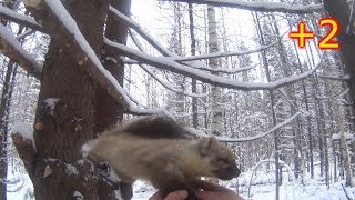 ОХОТА НА ЛОСЯ/ПРОВЕРКА КАПКАНОВ НА КУНИЦУ.