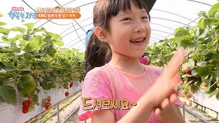 연매출 1억 5천만원의 놀라운 딸기 농부! [행복한 저녁] 23회 20170518