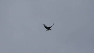 Nikolaevskie pigeons Part 6 Николаевские Голуби Виктора Никулина
