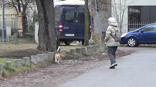 Spaziergang in Dresden Übigau und Wintereinbruch in Dresden Zschertnitz