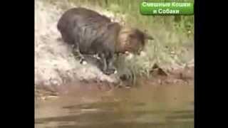 Кот ловит рыбу!?
