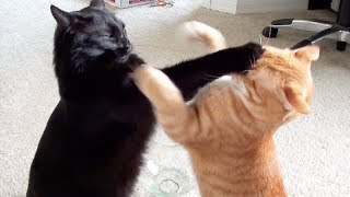 NINJA CATS! There's absolutely NOTHING MORE FUNNY!  - Impossible TRY NOT TO LAUGH compilation