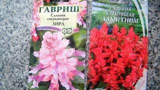 Сеем Сальвию на рассаду! Грунт, посев, полив, уход. Цветы для Вашего сада!