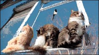 Siberian cats,Lapochka and Rych, Кошляндия,Рыч и Лапочка 2011 и 13 февраля 2015 Кошки и Сороки