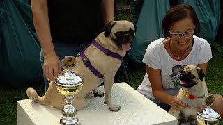 Meet 4-Year-Old Dog Who's Won Fastest Pug Race 3 Years In a Row