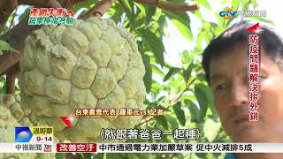 屏東鳳梨賣進大陸 台東釋迦進軍日本│中視新聞20181018