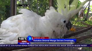 Pelestarian Kakatua Jambul Kuning  - NET12