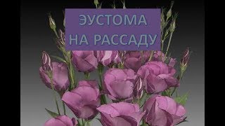ЭУСТОМА ИЗ СЕМЯН. ЧАСТЬ 1.ПОСЕВ НА РАССАДУ.