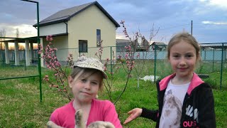 ПЕРСИК, ТЮЛЬПАНЫ. Эксперимент с КАПУСТОЙ