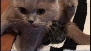 Первые роды шотландской вислоухой кошки/Мой опыт принятия родов