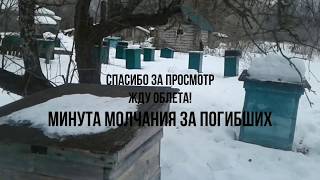 ✅? МЫШИ напали на пасеку ! Порвали Семьи !!! Пчеловодство?