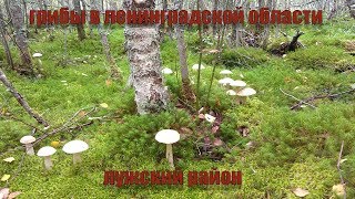 Грибы в ленинградской области.