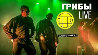 Грибы – Полный концерт в Калининграде // 14.05.2017