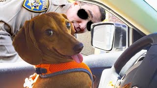 Funny And Cute Dog Videos That Will Make You Laugh All Day Long ????