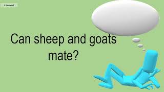 Can Sheep And Goats Mate?