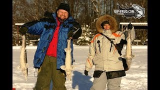 vip-prud.com Зимняя ловля осетра. Ловля осетра зимой. Как ловить осетра зимой.