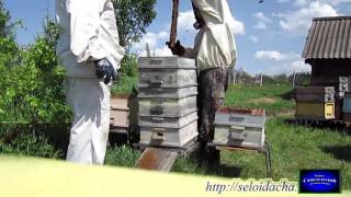 деление семей пчеловодство для начинающих