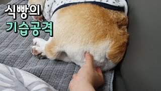 웰시코기 개 스끼 누나와의 휴일 중에 무슨일이!?!?