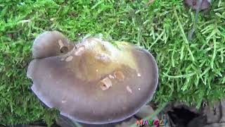 Какие грибы растут в ноябре 2018.  Разные и много.