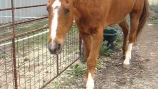 my horse walking with hoof abscess pain