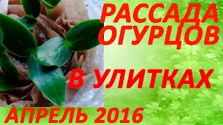 Рассада огурцов в улитках - апрель 2016. Как вырастить рассаду огурцов? Всходы рассады огурцов