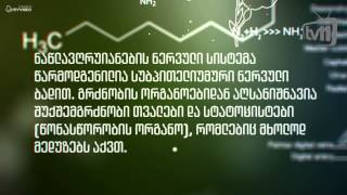 გასართობად TV11 ჯობს - ზოოლოგია