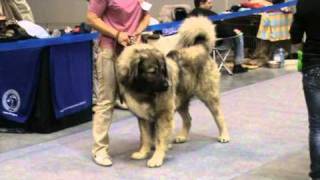 Caucasian Ovcharka at Russia Dog Show
