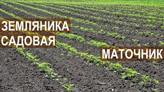 Земляника садовая. Маточник. Клубничная ферма Лесниченко.