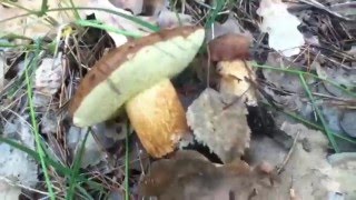 Сбор грибов в лесу. Весна 2016.