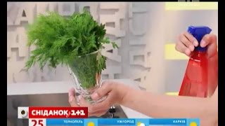 SuperГОСПОДАРКА – Як зберегти свіжість зелені