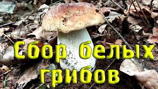 Сбор БЕЛЫХ грибов! Слабонервным и заядлым грибникам НЕ СМОТРЕТЬ! Funghi Porcini, Boletus Edulis
