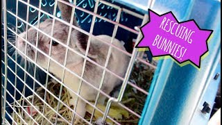 RESCUING 3 BUNNIES FROM THE SHELTER