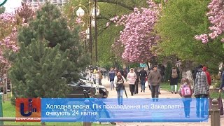 Холодна весна. Пік похолодання на Закарпатті очікують 24 квітня