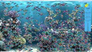 Internet Explorer 9 VS Google Chrome 10, FISH TANK TEST!