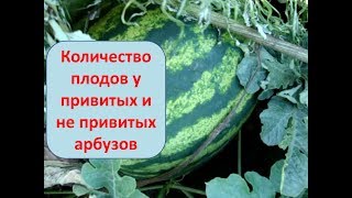 Количество плодов у привитых и не привитых арбузов