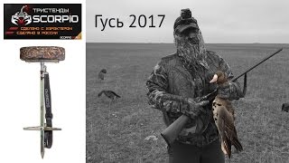 Охота на гуся 2017 | Болотный стул Scorpio