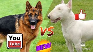 #Немецкая овчарка против Бультерьера// Animals Battle//