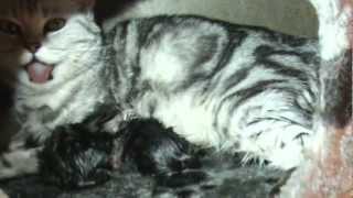 Как рожают кошки. give birth to a cat
