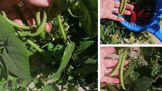 زراعة الاسطح 201 -  جني اللوبيا او الفاصوليا من سطح المنزل