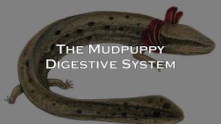The Mudpuppy Digestive System