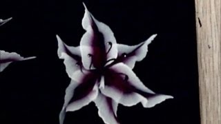 One stroke lilia