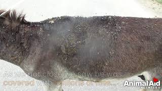 Abused donkey burned by hot water left to die rescued