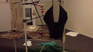 Felix n Fernando 26/12/2011 - flying fox australian bats (wildlife) Rescued