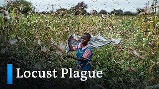 Billions of locusts threaten food security in East Africa | DW News